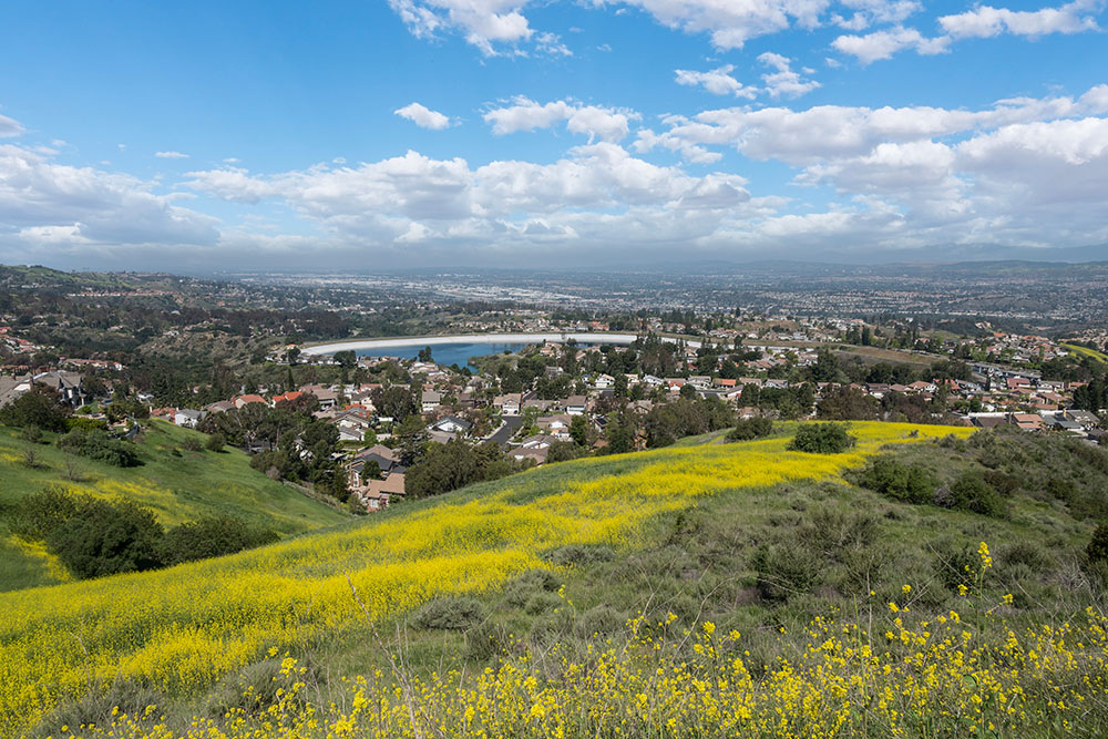 spring wildflower hillside near the anaheim hills community in orange county
