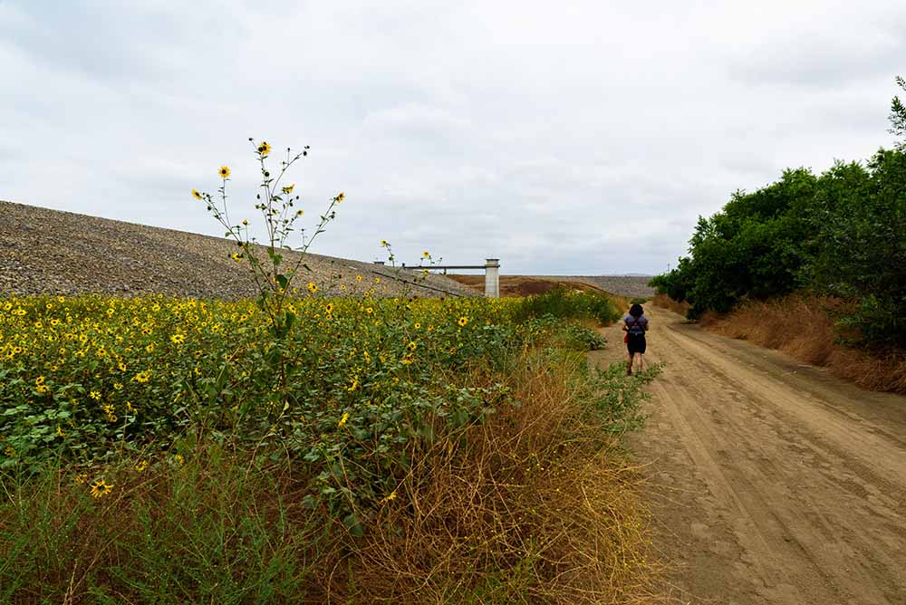 sunflowers along the trail with hiker at the dam at carbon canyon regional park in brea, california. the park has a grove coastal redwood trees near the top of the hill along the trail.