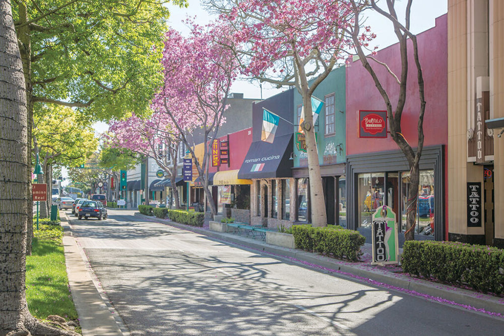 jacaranda trees in bloom on harbor blvd in downtown fullerton