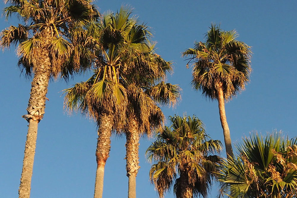 southern la palma, california